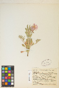 Oenothera californica image