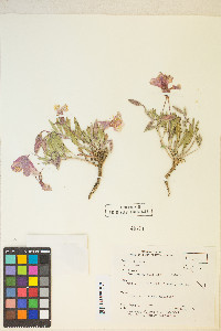 Oenothera californica image