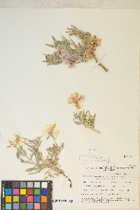 Oenothera californica var. californica image