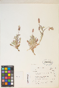 Oenothera californica image