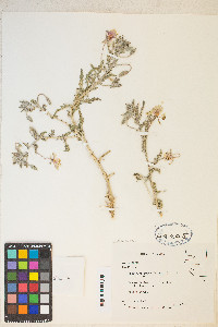 Oenothera californica image