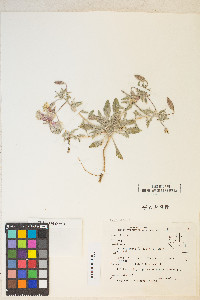 Oenothera californica image