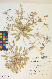 Oenothera californica image