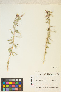 Oenothera californica image