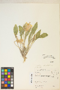 Oenothera cespitosa image