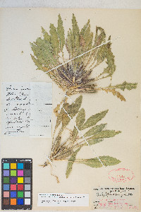 Oenothera cespitosa image