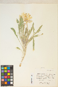 Oenothera cespitosa subsp. marginata image