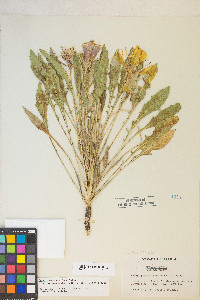 Oenothera cespitosa subsp. marginata image