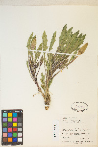 Oenothera cespitosa image