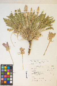 Oenothera cespitosa image