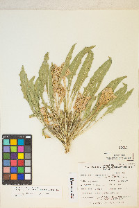 Oenothera cespitosa subsp. marginata image