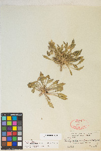 Oenothera cespitosa subsp. navajoensis image