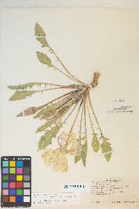 Oenothera cespitosa subsp. marginata image