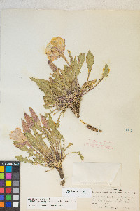 Oenothera cespitosa image