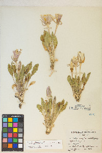 Oenothera cespitosa subsp. marginata image