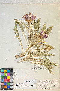 Oenothera cespitosa subsp. marginata image