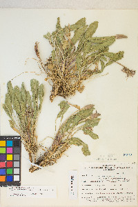 Oenothera cespitosa image