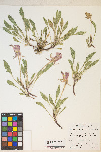 Oenothera cespitosa image