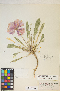 Oenothera cespitosa subsp. marginata image