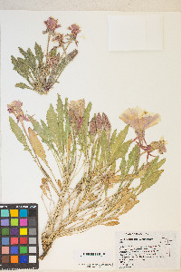 Oenothera cespitosa image