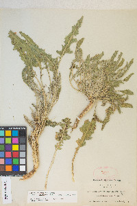 Oenothera cespitosa image