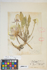 Oenothera cespitosa image