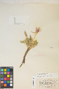 Oenothera cespitosa image