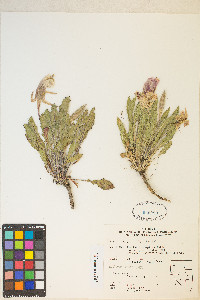 Oenothera cespitosa image