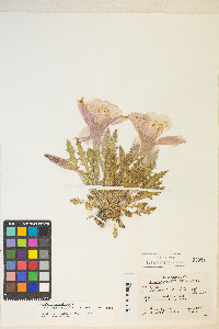 Oenothera cespitosa image