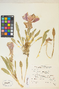 Oenothera cespitosa subsp. marginata image