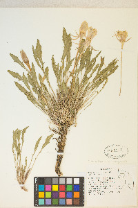 Oenothera cespitosa subsp. marginata image