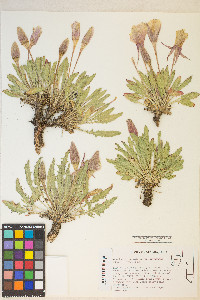 Oenothera cespitosa image