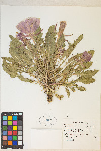 Oenothera cespitosa image