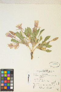 Oenothera cespitosa image