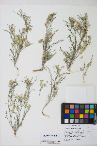 Astragalus johannis-howellii image