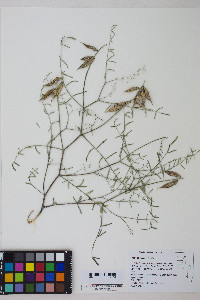 Astragalus casei image
