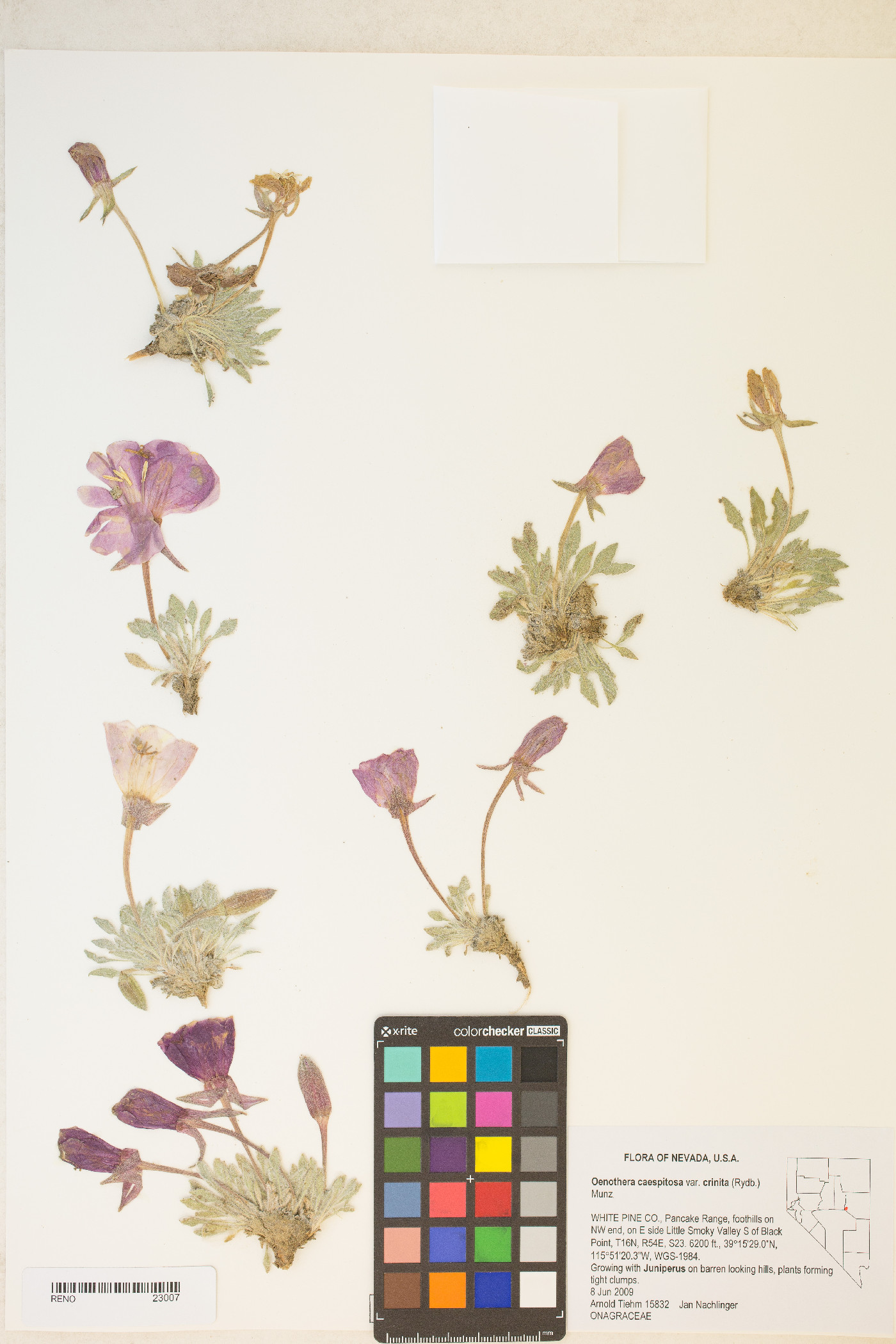 Oenothera cespitosa subsp. crinita image