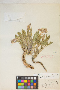 Oenothera cespitosa image