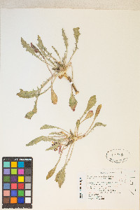 Oenothera cespitosa image