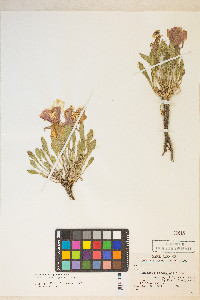 Oenothera cespitosa image