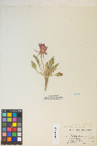 Oenothera cespitosa subsp. crinita image