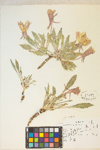 Oenothera cespitosa image