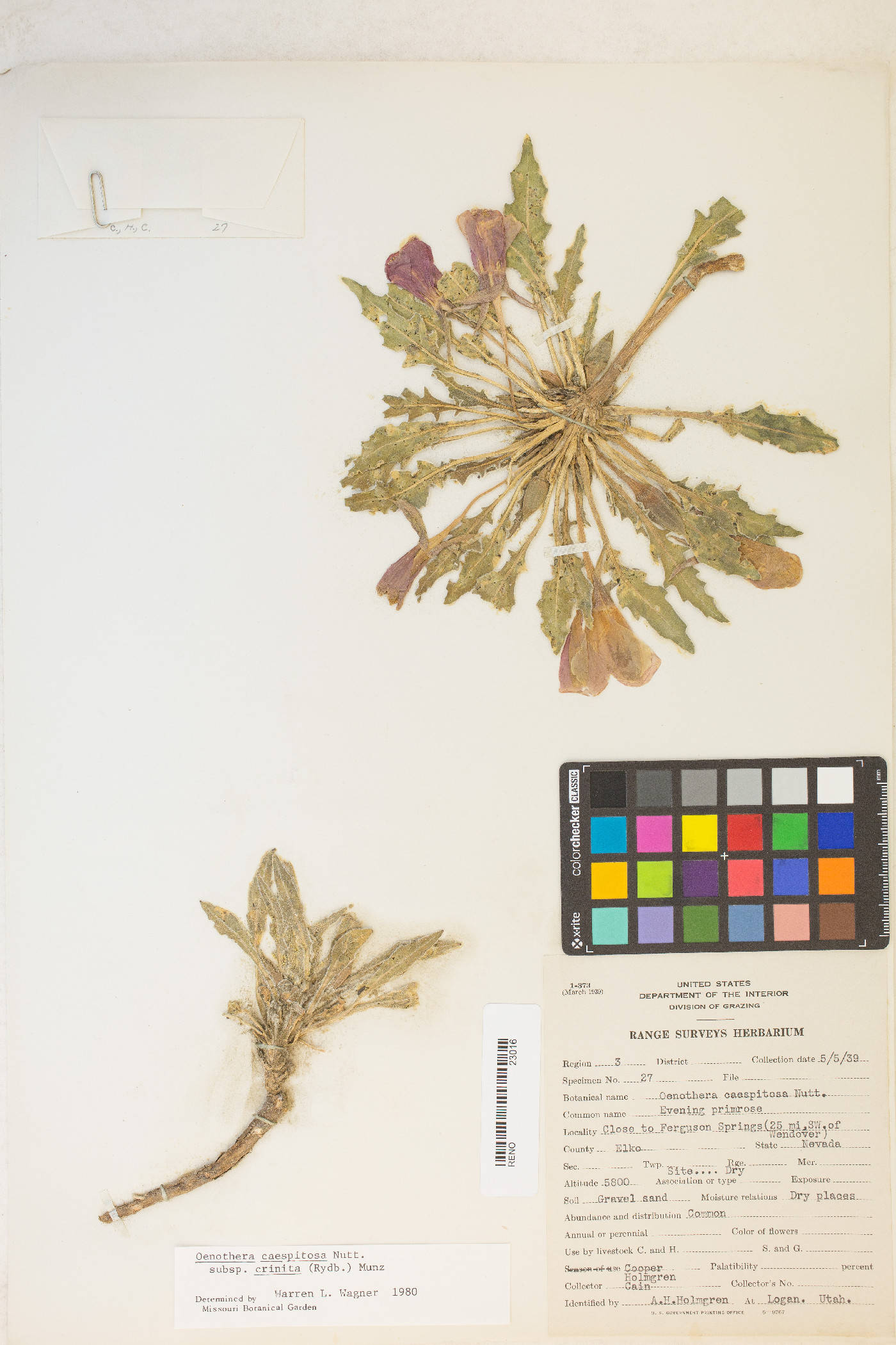 Oenothera cespitosa subsp. crinita image