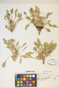 Oenothera cespitosa image