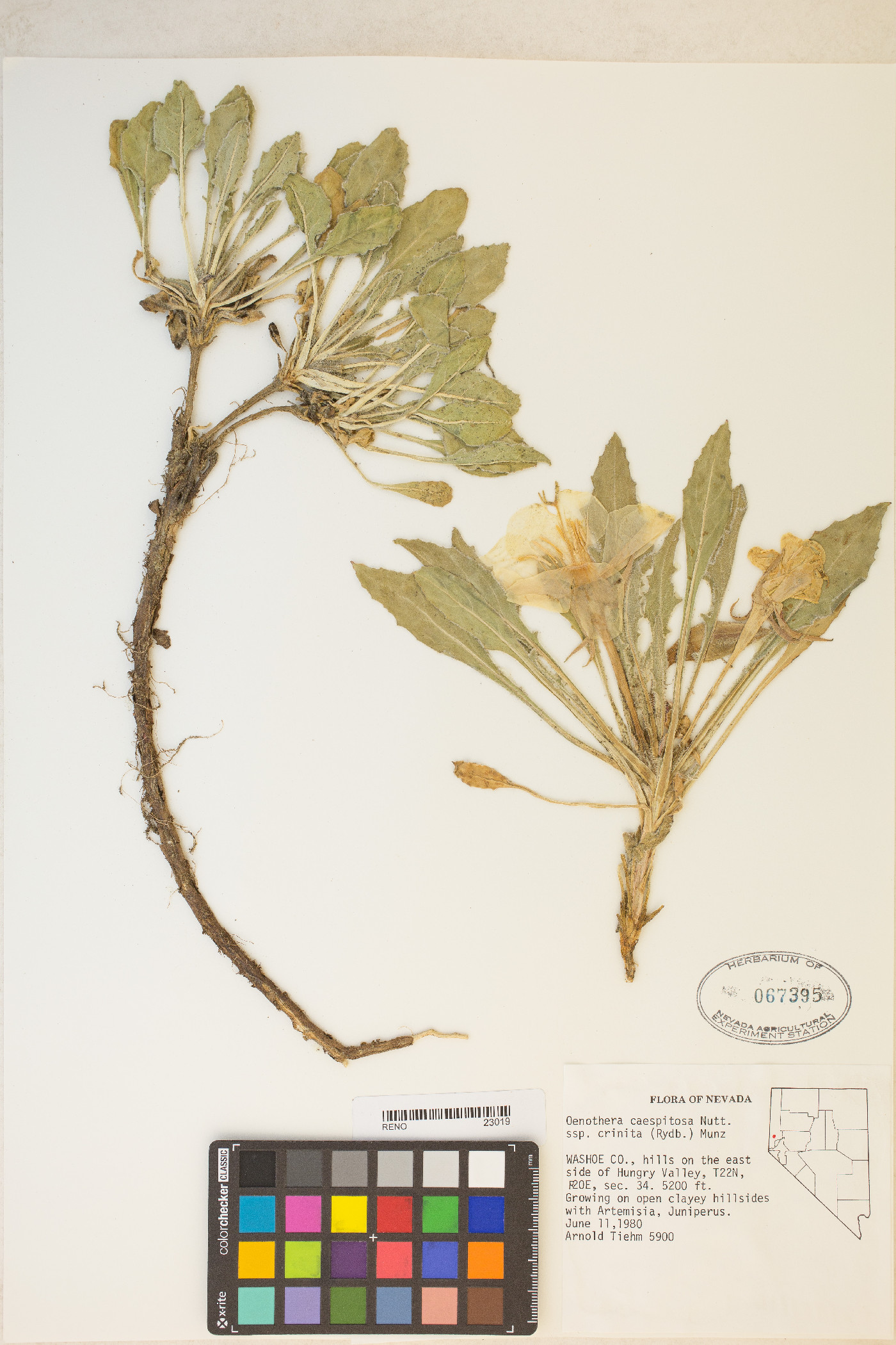 Oenothera cespitosa subsp. crinita image