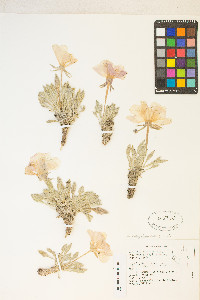 Oenothera cespitosa subsp. crinita image