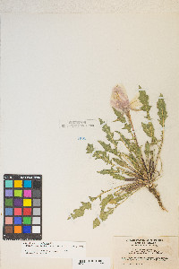 Oenothera cespitosa image