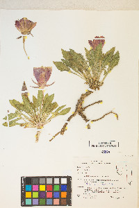 Oenothera cespitosa image