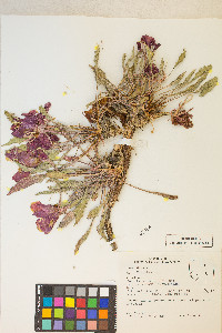 Oenothera cespitosa image