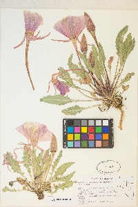 Oenothera cespitosa image